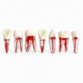 Endo Transparent Teeth .
