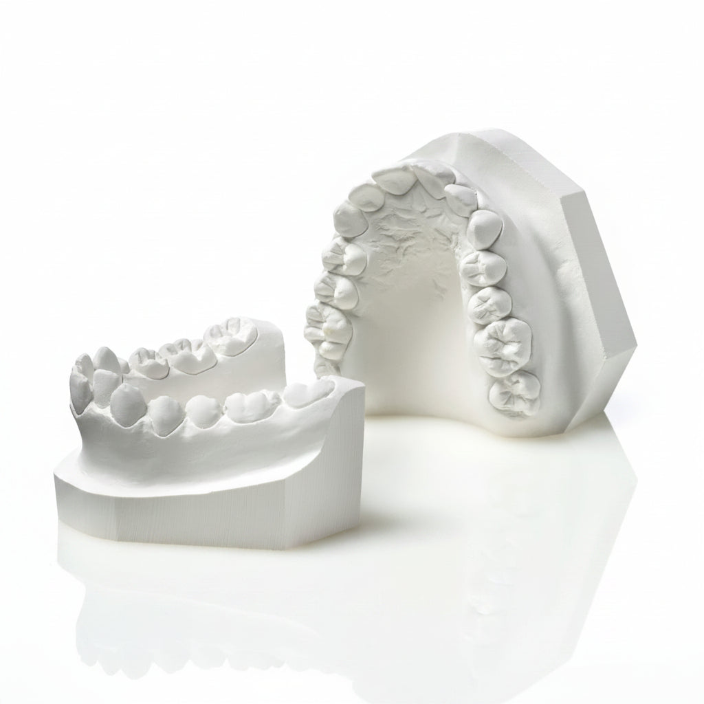 Upper & Lower Dental Study Model